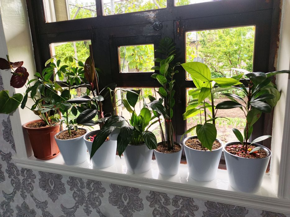 Продается комнатные растения