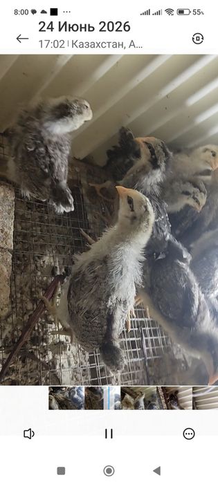 Продам барковских цыплят