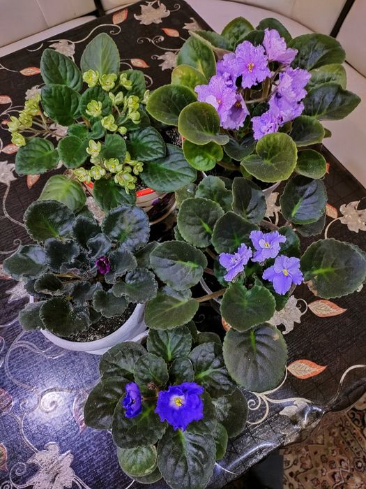 Колеусы, доставка.