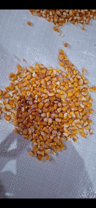 Porumb Pioneer 9590 - 8834- 9074