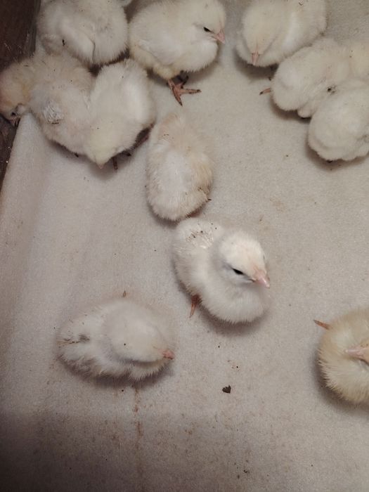 Продам цыплят Легорн