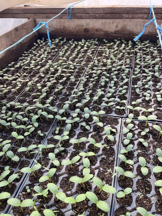 Rosii Rila,Castraveti-Spino