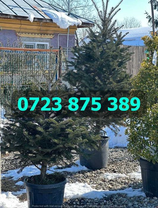 Selecție de Arbori Sănătoși – Coroană Bogată și Verde Intens