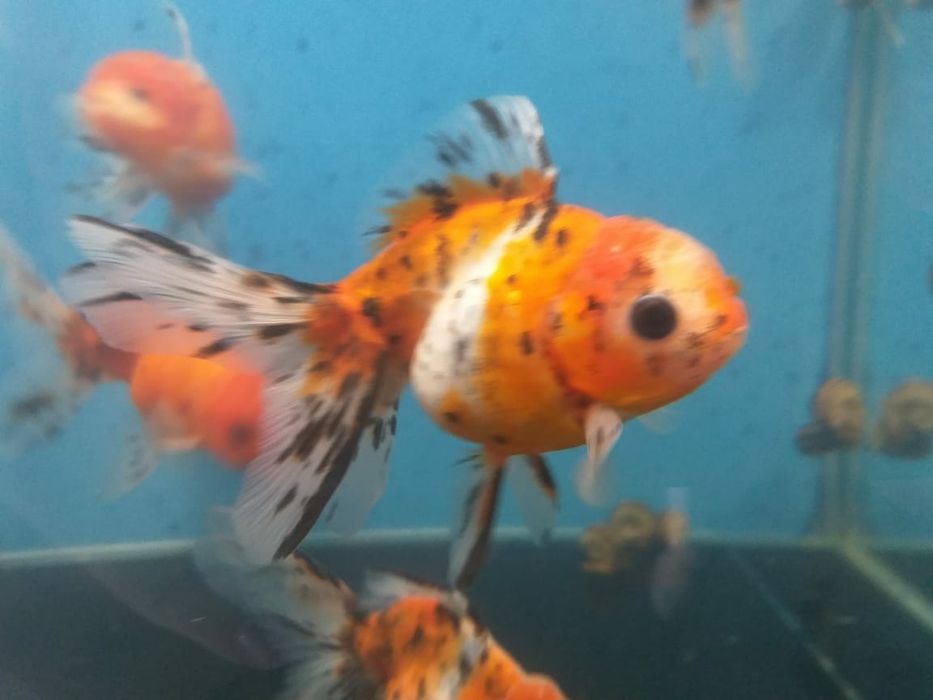 Золотые акквариумные рыбки