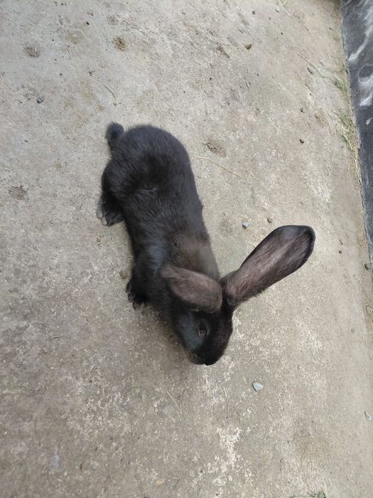 Uriaș.   gri fier