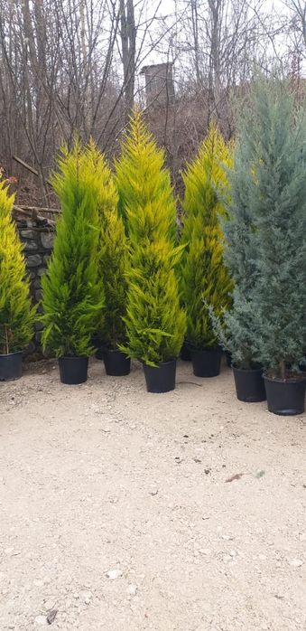 Tuia spiral, Tuia Etajata , Leylandii Albastru/, Verde