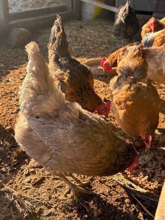 Продам курей доминант