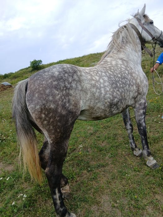 De vânzare iapă .