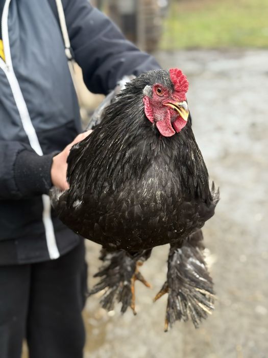 Cocoși Brahma de vânzare!
