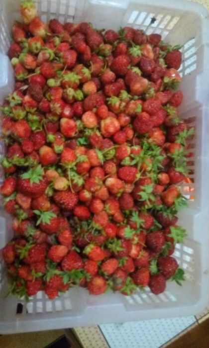 Продам рассады клубники, малины