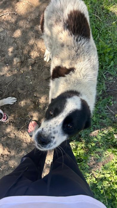 Продам щенка Алабай