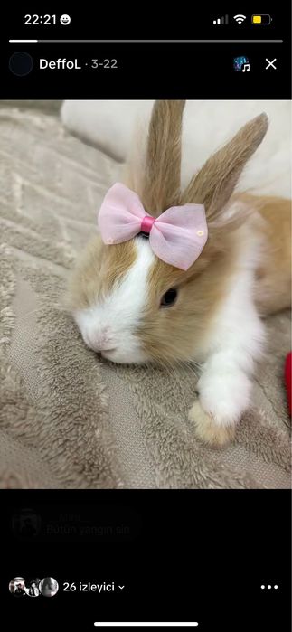 Домашни зайчетаa