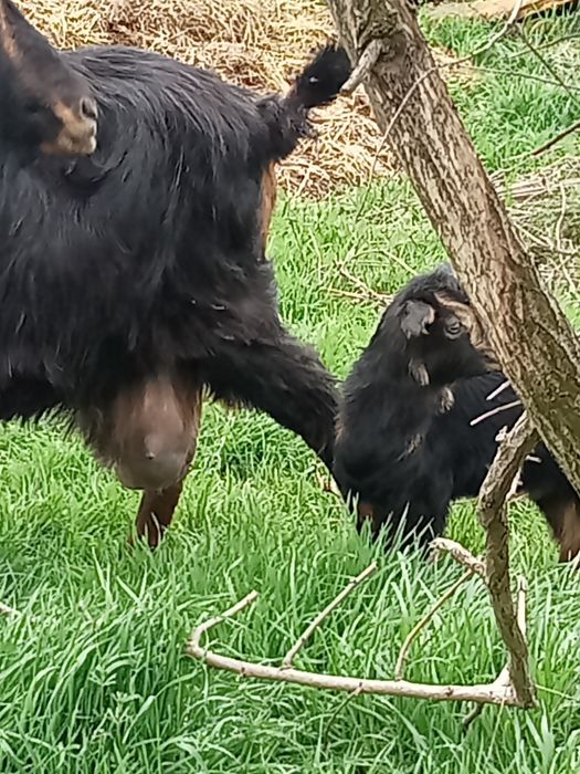 Schimb  cu rate lesesti ssu romanesti capră bună de lapte cu iadă și u