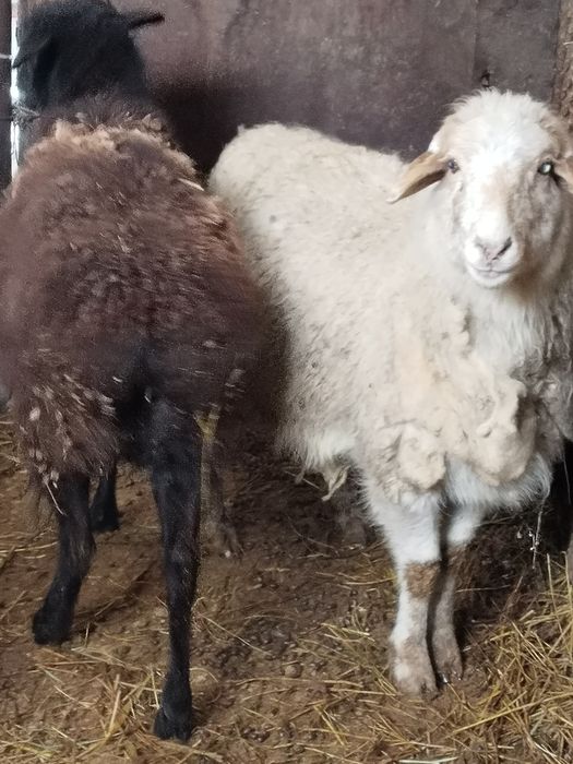 Продам баран матки