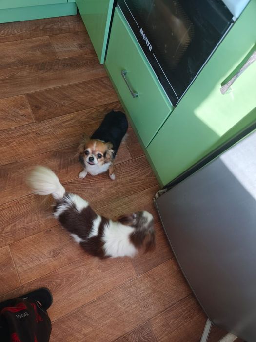 Длинношерстные чихуахуа щенки