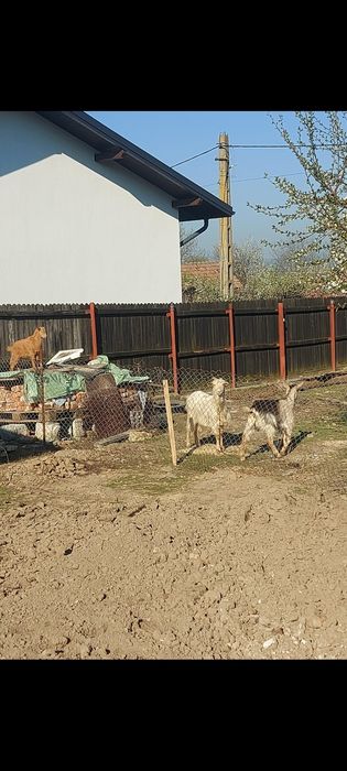 Vând 2 capre și o ieduta