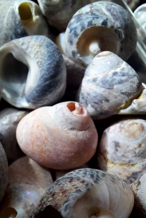 Морски раковини охлювчета