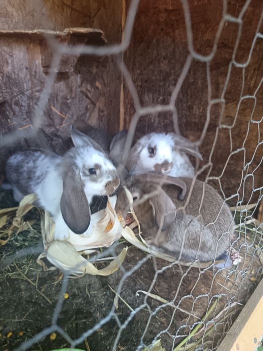 Iepuroaica tânără cu 4 pui