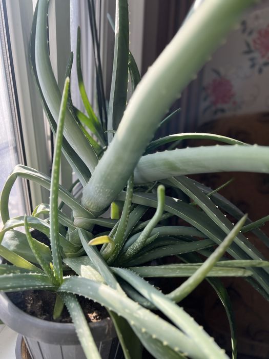 Продам цветы алоэ