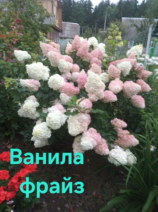 Саженцы гортензии