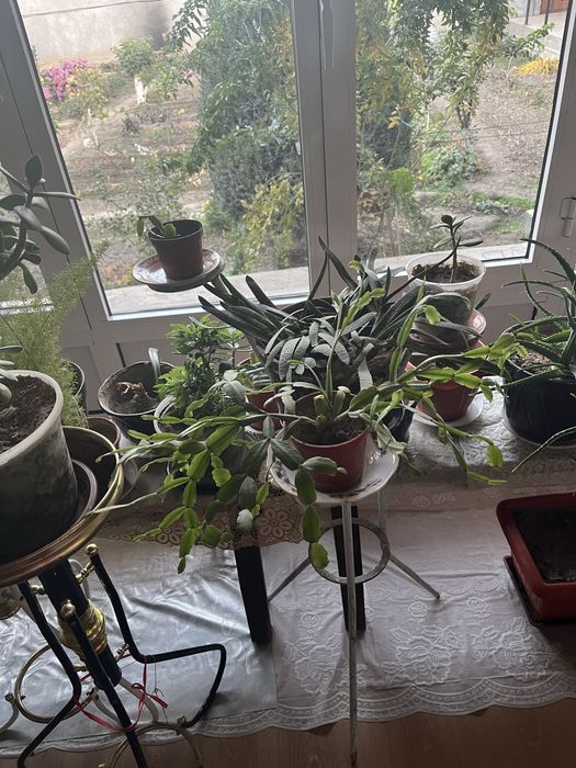 Хонаки гуллар сотилади, ҳар хил гуллар, танлаб олиш варианти