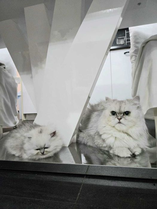 Персийска сребърна чинчила -котенца