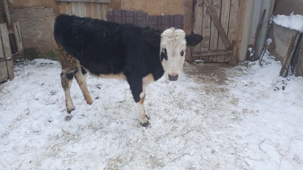 Телочка, 8 месяцев