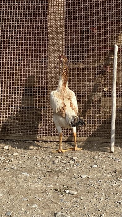 Дакан бойцовый мекен