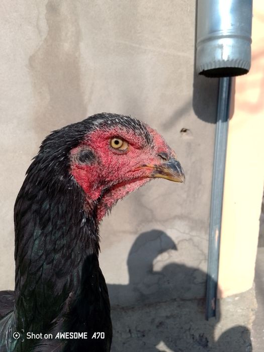 Вьетнам Кәріс микс тауық