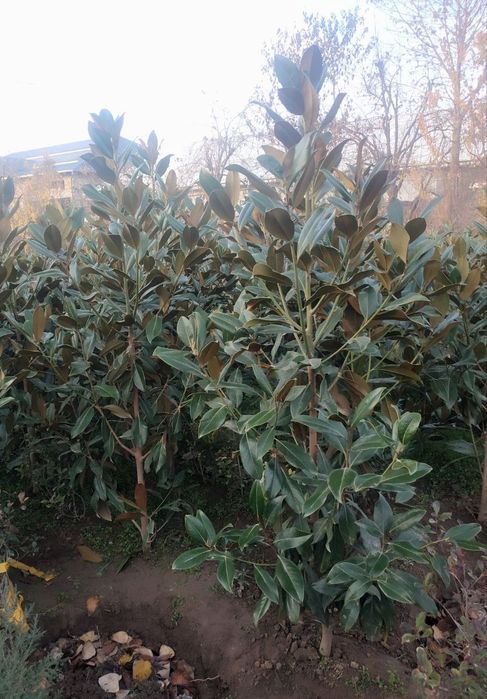 Magnoliya glandiflora Italyanski