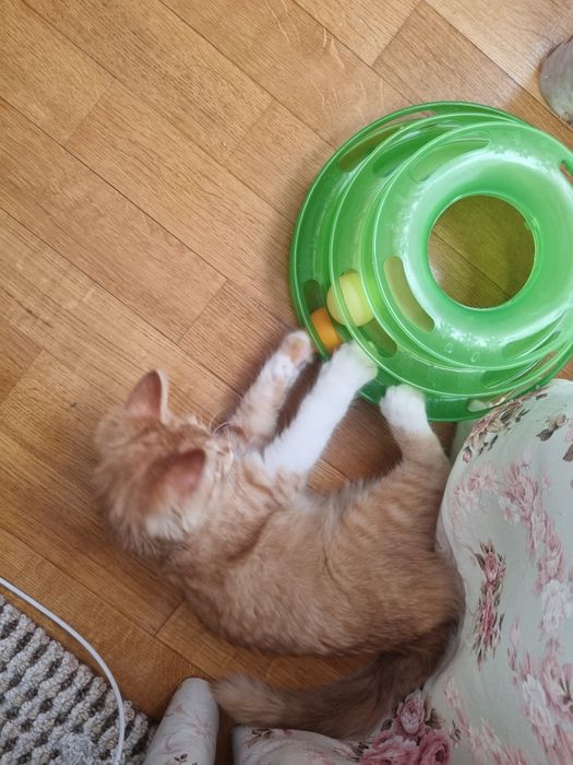 Котенок мальчик 3.5 мес/Мысық