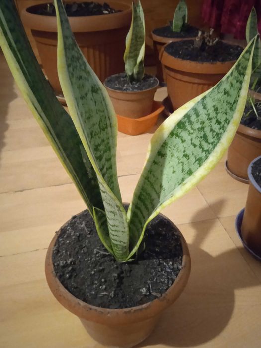 Сансевиера 2 броя