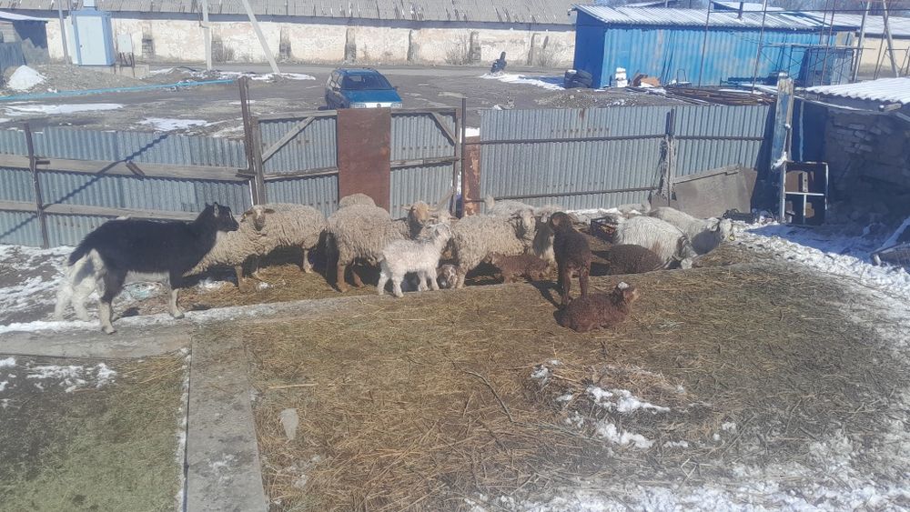 Живность бараны козы