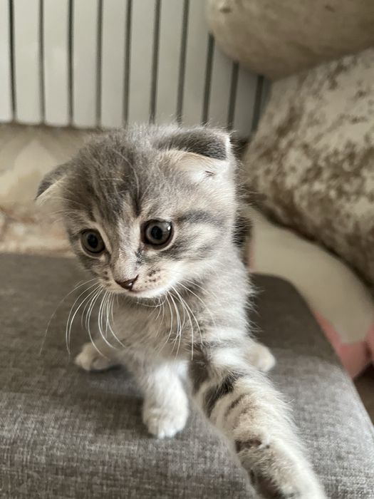 два котенка вислоухих