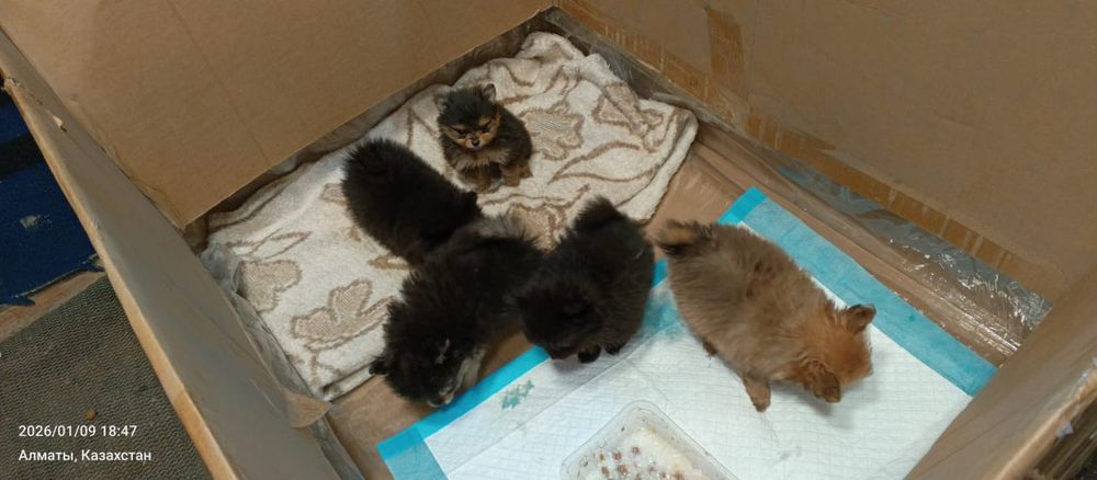 Продам прекрасных щенков шпиц