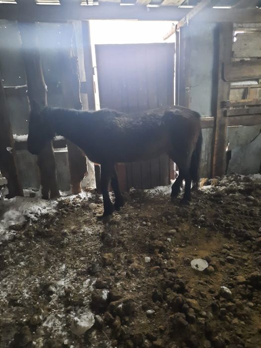 Продам кобылу 6 лет