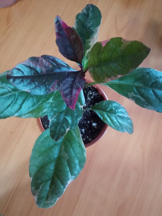 Антуриум сигониум