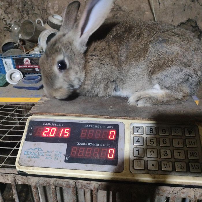 Продам крольчат 4 месеца от роду