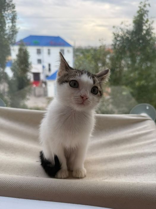 Отдам в добрые руки
