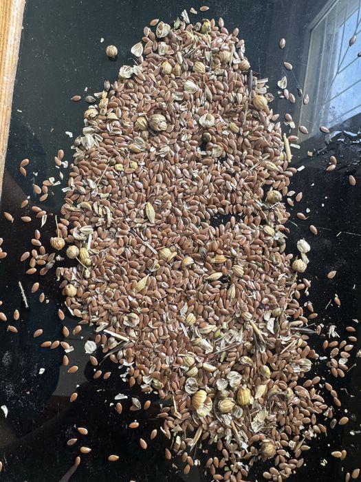 Продам лён семена  Северный