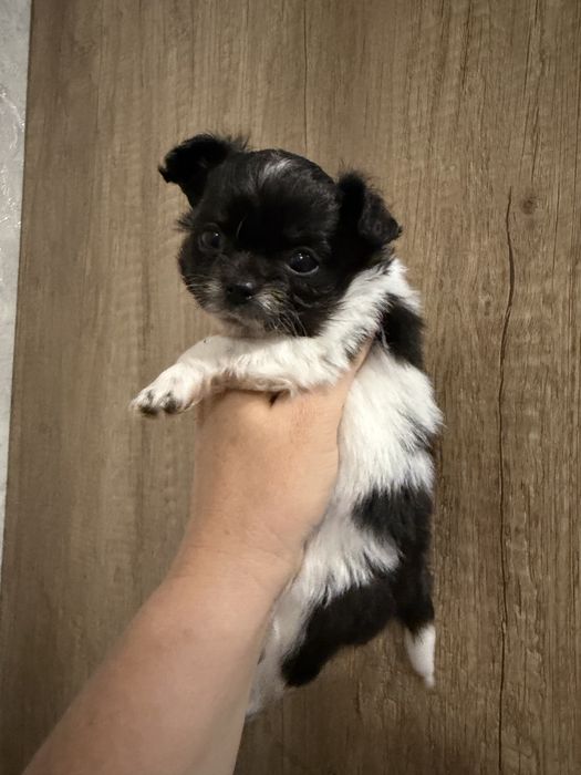 Щенок чихуа мальчик