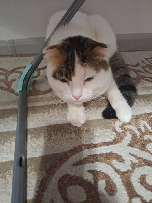 Сиамская кошка- 10000 тг.