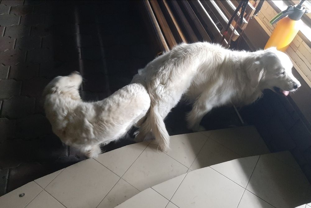 Золотистый ретривер на вязку.