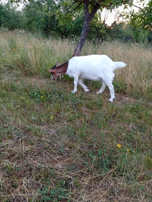 Iadă metis Boer cu Sannen