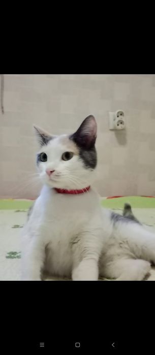 Отдам в добрые руки кошку