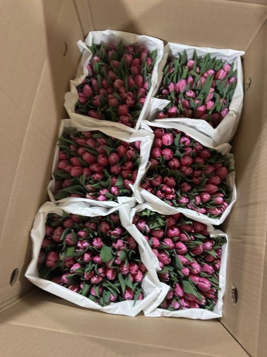 Продажа Тюльпанов Оптом