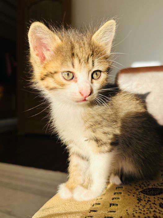 Отдам котят в хорошие руки