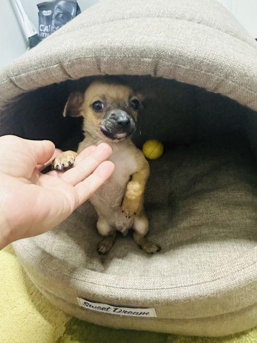 Чудо мальчик чихуахуа