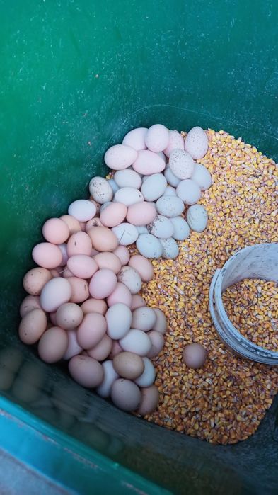 Ouă de găină și rată pentru incubator sau consum și 4 rațe peckhin