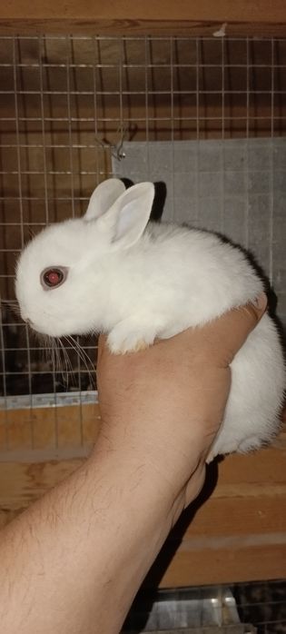 Dikarativni karlik quyonla sotiladi